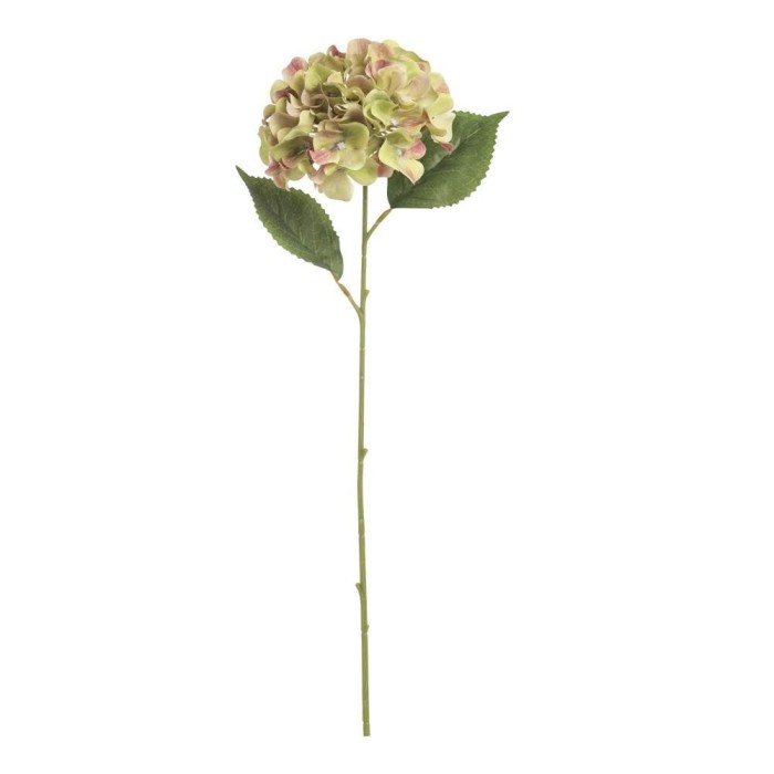 ORTENSIA SINGOLA VERDE